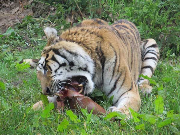 tigress showing her teeth