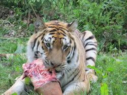 tigress lifting meat by teeth