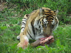 back to chewing meat tigress