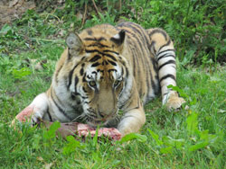 tigress showing back legs akimbo