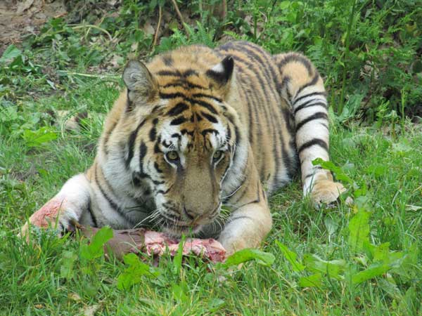 tigress eyeing up threat