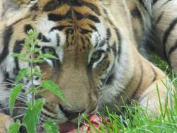 close up of aggressive tigress