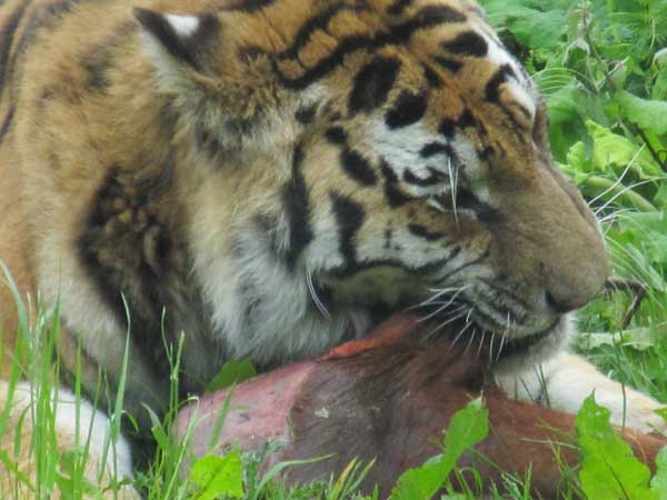 close up of tigress head