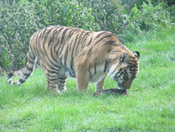 tigress standing to eat