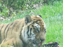 close up of tigress chewing meat