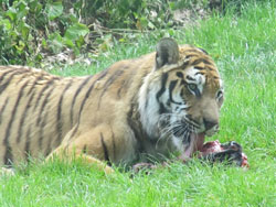 tigress lying down to enjoy food