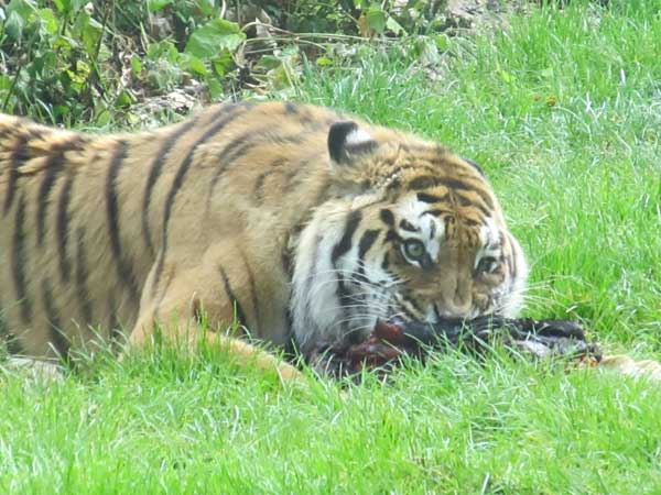 tigress showing aggression