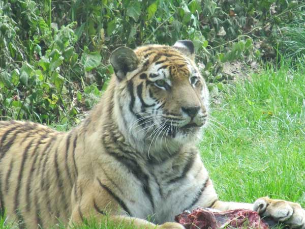 tigress alert