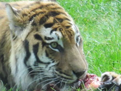 close up of claws and face of tigress
