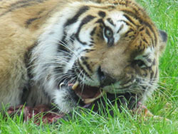 tigress showing canines