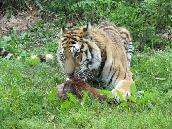 side view of tigress feeding
