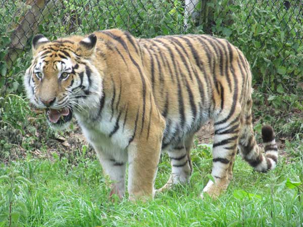 tigress standing aggressively
