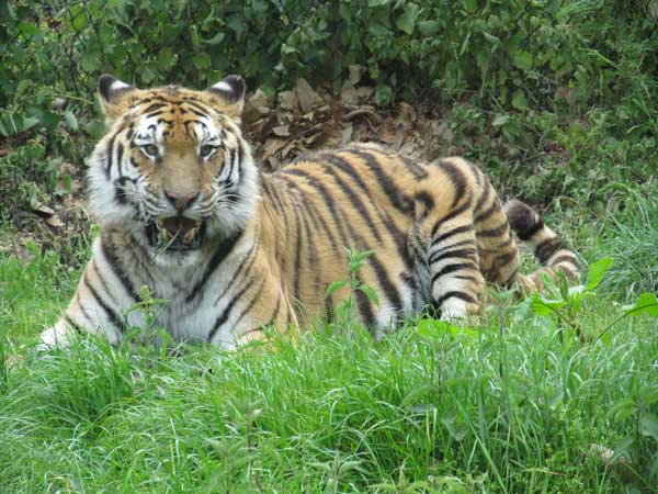 tigress sideview resting