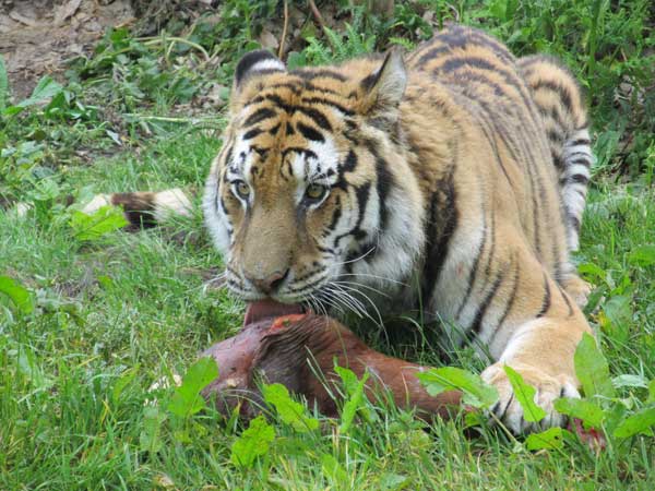 side view feeding tigress