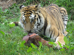 tigress enjoying food