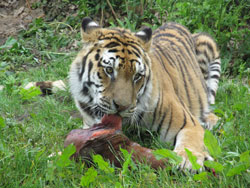 tigress side view eating food