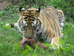 tigress feeding
