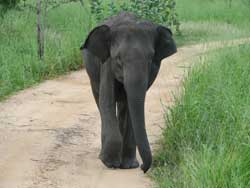 elephant walking on road towards us