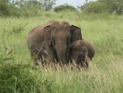mother and baby elephant in grass