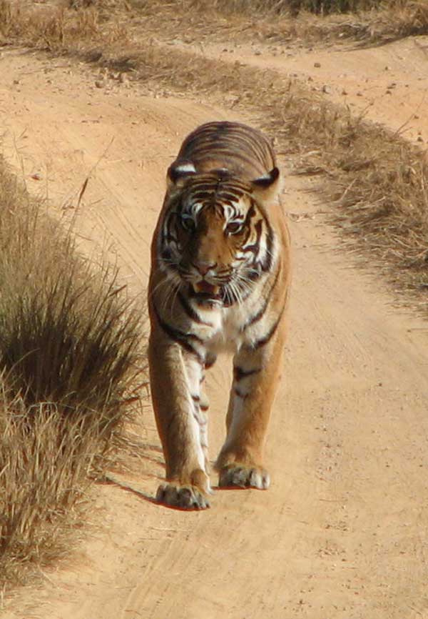 tigress walking towards us in Kanha