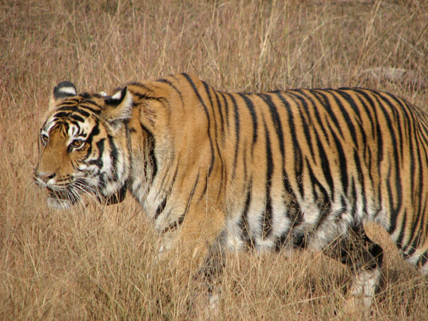 tigress in Kanha National park side view.