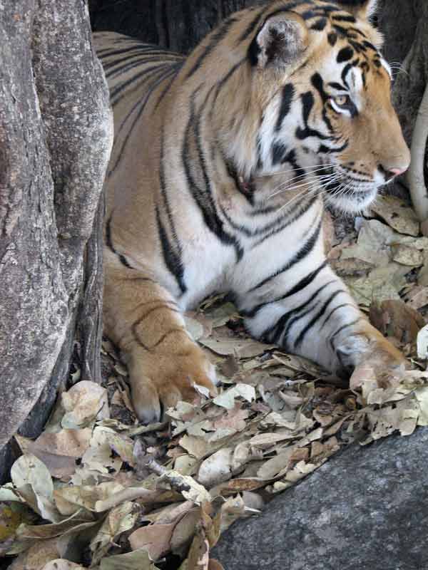 tiger about to rise from rocks at Kanha