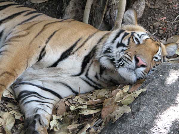 male tiger at Kanha sleeping