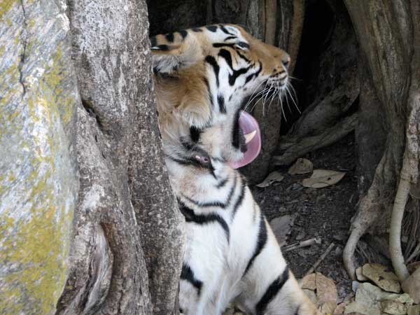 tiger preening on rocks at Kanha