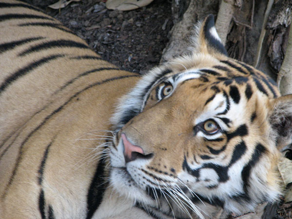 waking male tiger at Kanha