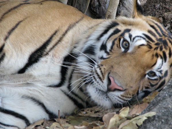 male tiger at Kanha open eyed