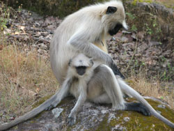 Langur monkeys