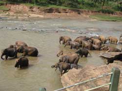 elephants reach water in pinewalla