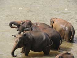 elephants drinking in water in pinewalla