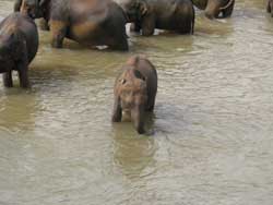 baby elephant enjoying water