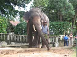 large elephant being led to water