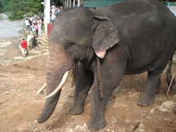 large tusker going to male watering place