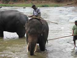 mahout with elephant