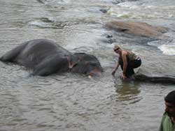 me bending down to bathe elephant in water