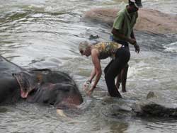 me rubbing elephants head with water and coconut shell