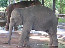 baby elephant in pinewalla