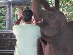 baby elephant being fed with milk in pinewalla