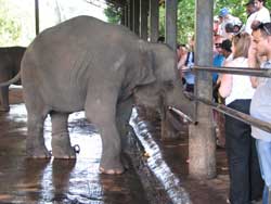 baby elephant interested in spectators in pinewalla