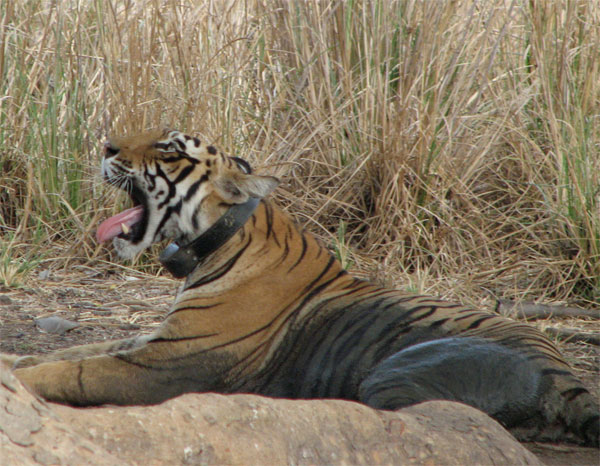 t17 tigress in Ranthambhore lying by a tree and yawning