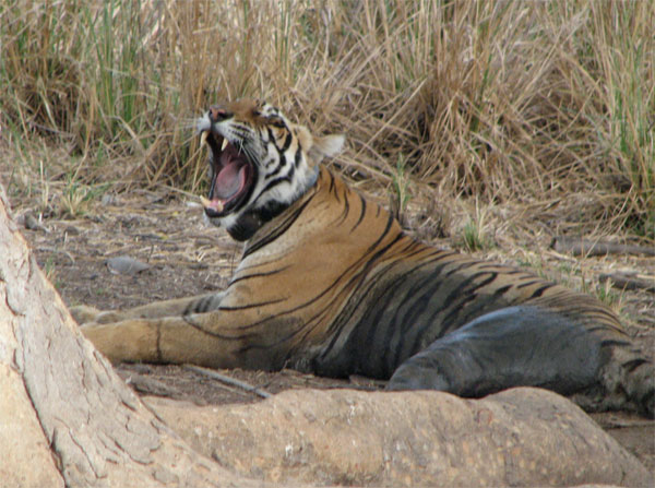 t17 yawning wider by a tree in Ranthambhore