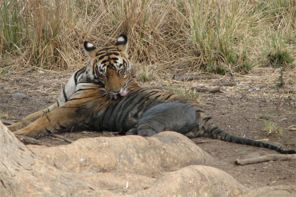 t17 tigress cleaning her fur in Ranthambhore
