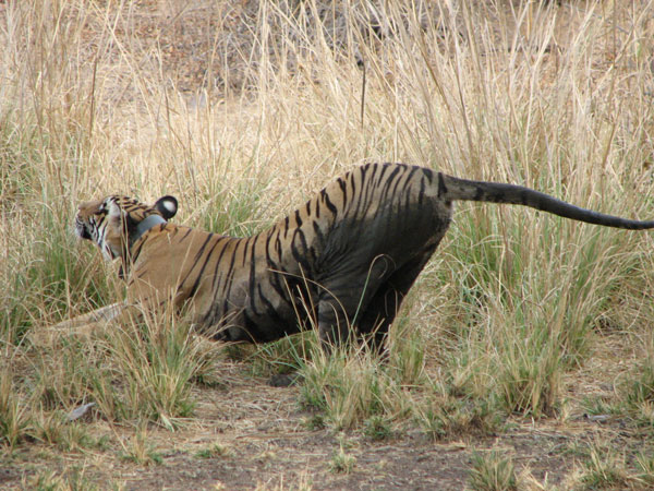t17 tigress strecthing herslf in Ranthambhore