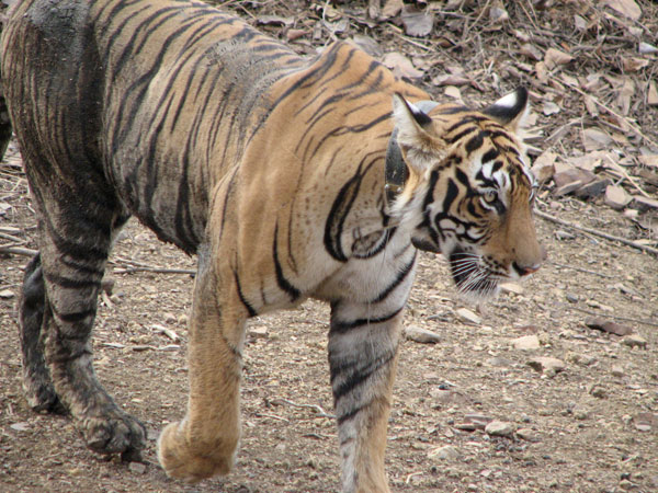 t17 tigress strolling by our jeep in Ranthambhore