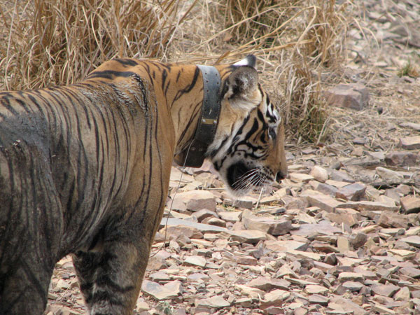 tigress t17 stops and pauses strategically in Ranthambhore