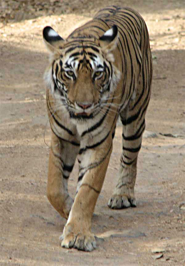 tigress walking towards our truck