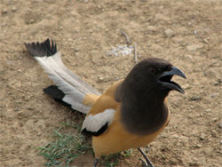 Rufus treepie on ground